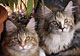 Kimba und Kerry Sue mit 10 Monaten