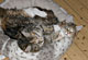 Kimba und Kerry Sue mit 10 Monaten