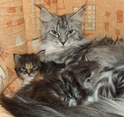 Der L-Wurf mit 5 Wochen