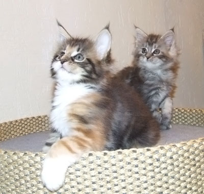 Der L-Wurf mit 7 1/2 Wochen