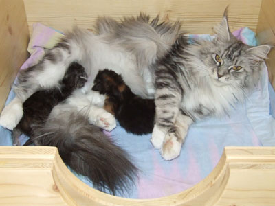 Mama Honeymoon mit Ihren Babies