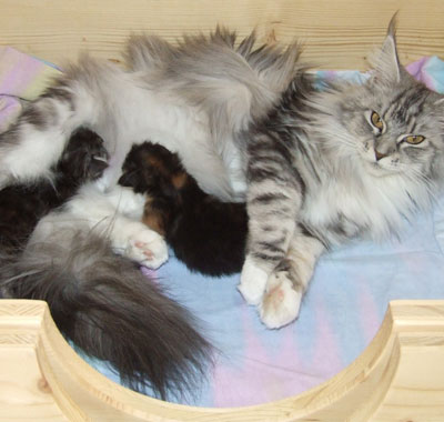 Der L-Wurf mit 2 Wochen