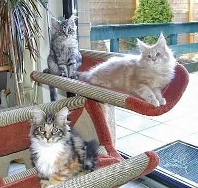 Der L-Wurf mit 15 Wochen und MacGyver