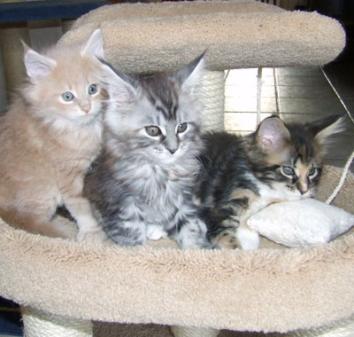 MacGyver und der L-Wurf