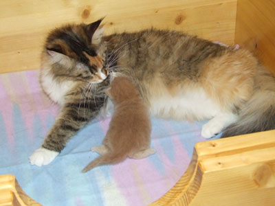 Mama Indira und ihr Baby im Alter von 2 Wochen