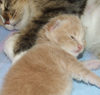 MacGyver mit 2 Wochen