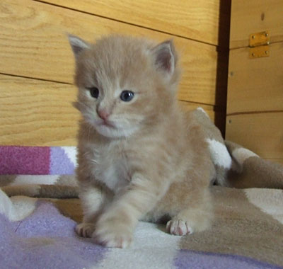 MacGyver mit 3 1/2 Wochen