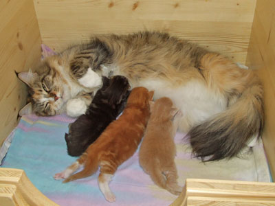 Mama Indira und ihr Baby im Alter von 2 Wochen