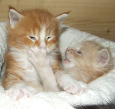 Obelix und O'John Boy