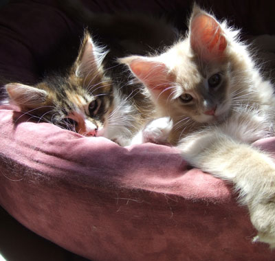 Penny Lane und Pooh-Bear-Winny