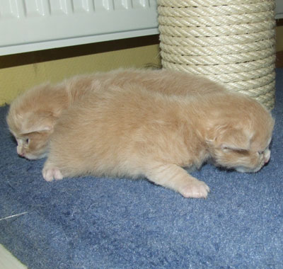 Pooky und Pooh -Bear -Winny