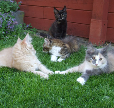 Fast der ganze P-Wurf