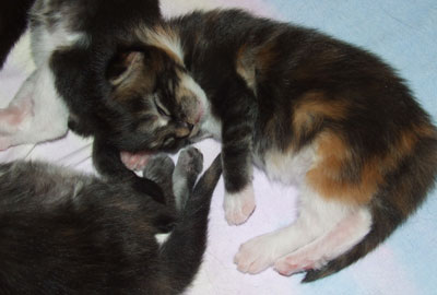 Querida - 1 Woche alt