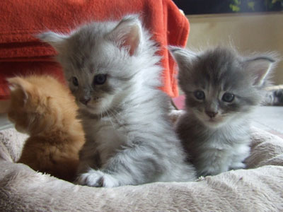 R - Wurf Great Chums