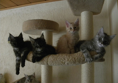 S - Wurf Great Chums