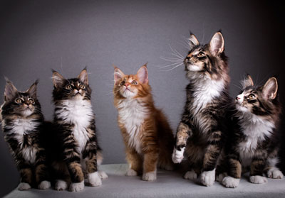 T - Wurf Great Chums