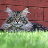 Tabula Rasa Heartbeat Hero