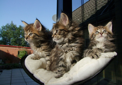 U - Wurf Great Chums