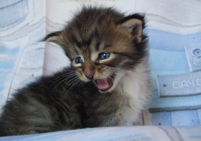 V - Wurf Great Chums