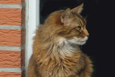 Bellini vom Luchs-Clan