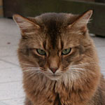 Bellino - 5 Jahre und 10 Monate alt