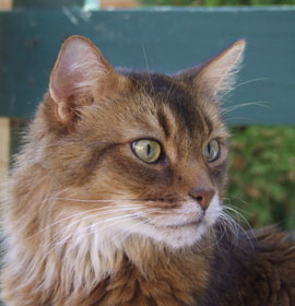 Bellino im Alter von 9 Jahren