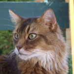 Bellino mit 9 Jahren und 7 Monaten