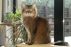 Chiara vom Luchs-Clan