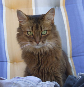 Chiara - 8 Jahre und 7 Monate alt