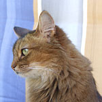 Chiara - 8 Jahre u. 7 Monate alt 