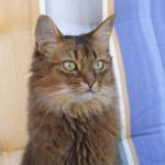 Chiara - 8 Jahre u. 7 Monate alt 