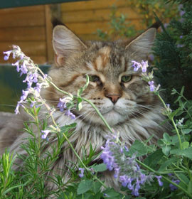 Great Chums Funny - 2 Jahre und 6 Monate alt