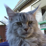 Ch. Timberhills Tasha