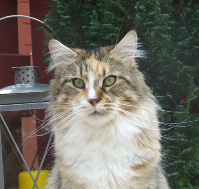 Great Chums Indira mit 4 Jahren