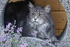 Dirty Harriet of Big Balou 